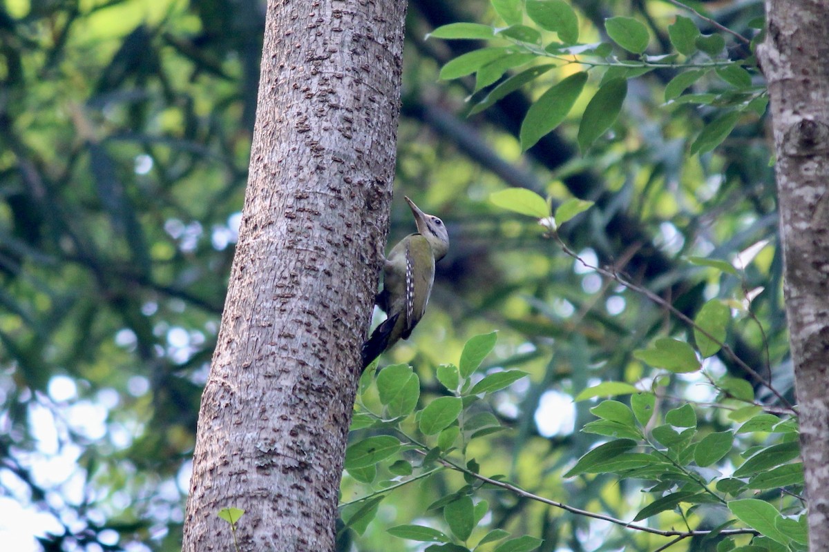 Gray-headed Woodpecker - ML618415648