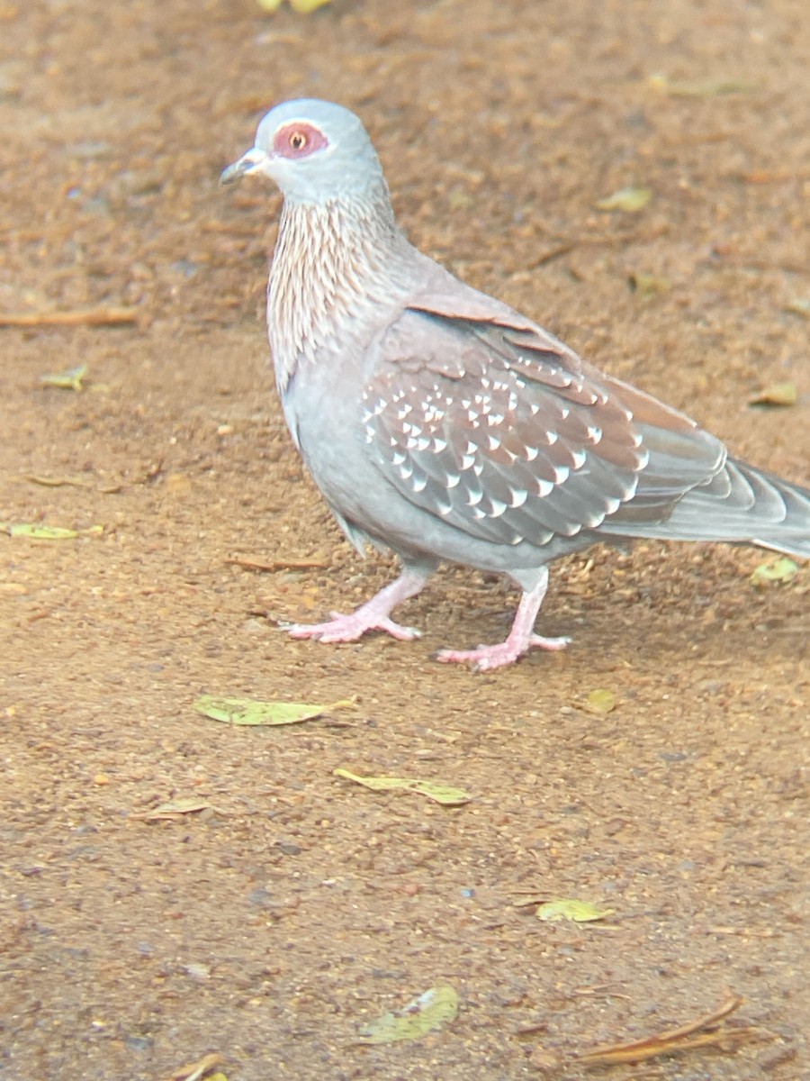 Speckled Pigeon - ML618415664