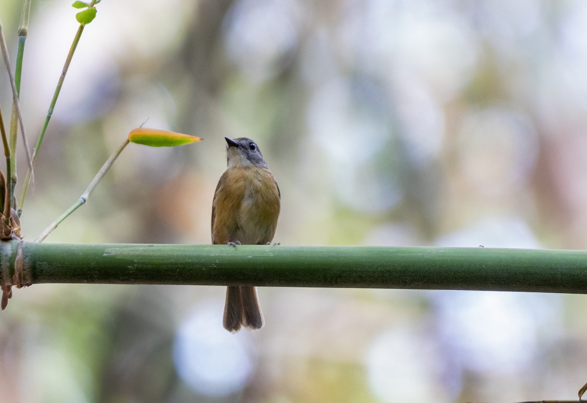 Pale-chinned Flycatcher - ML618415737
