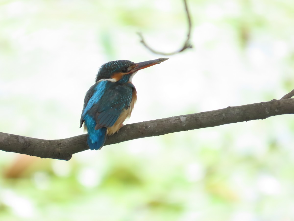 Common Kingfisher - 韋勳 陳