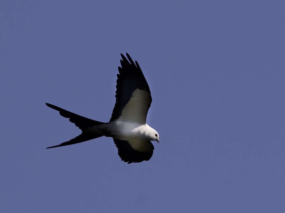Swallow-tailed Kite - ML618415749