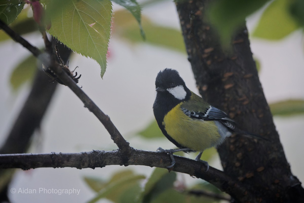 Green-backed Tit - ML618415759