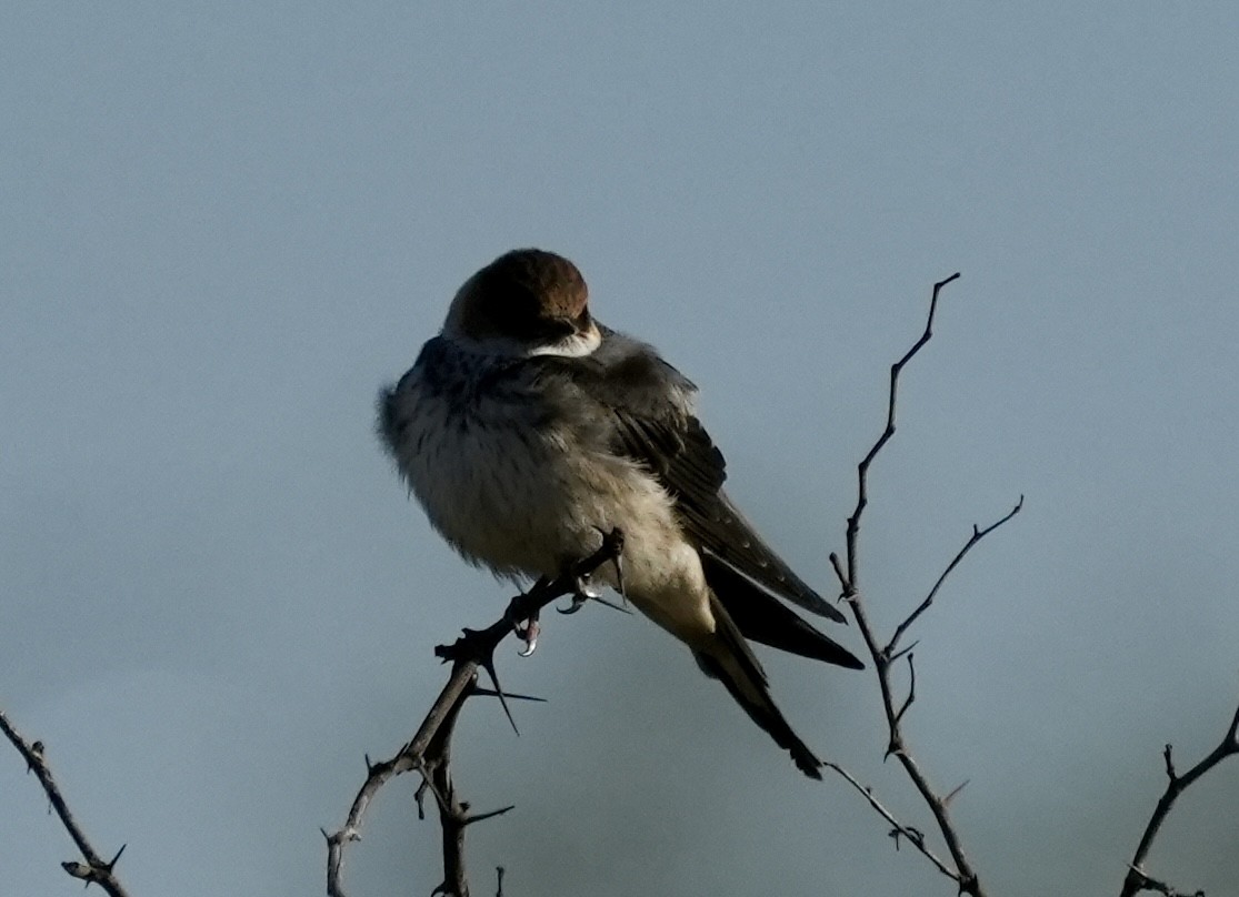 Greater Striped Swallow - ML618415817