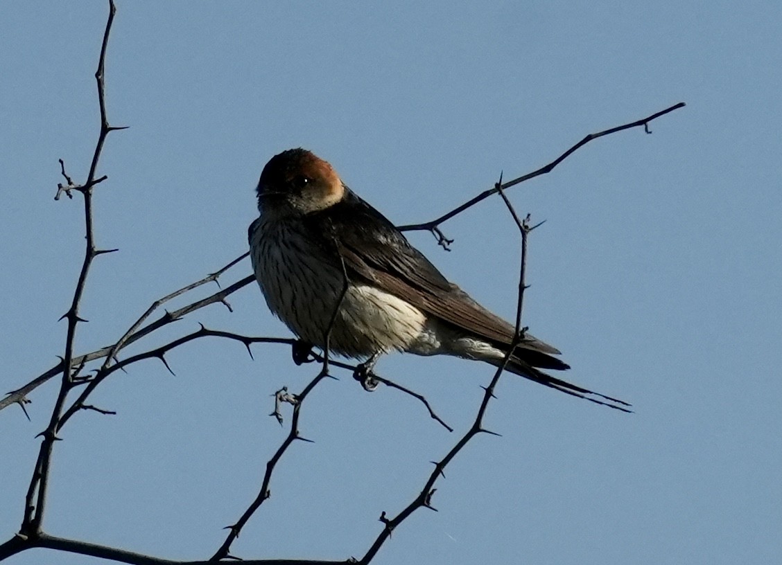 Greater Striped Swallow - ML618415818
