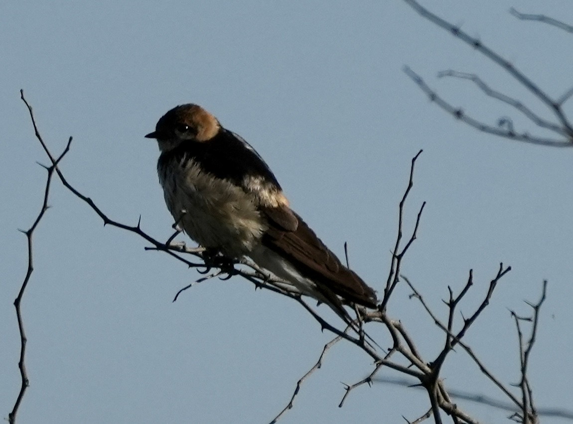 Greater Striped Swallow - ML618415819