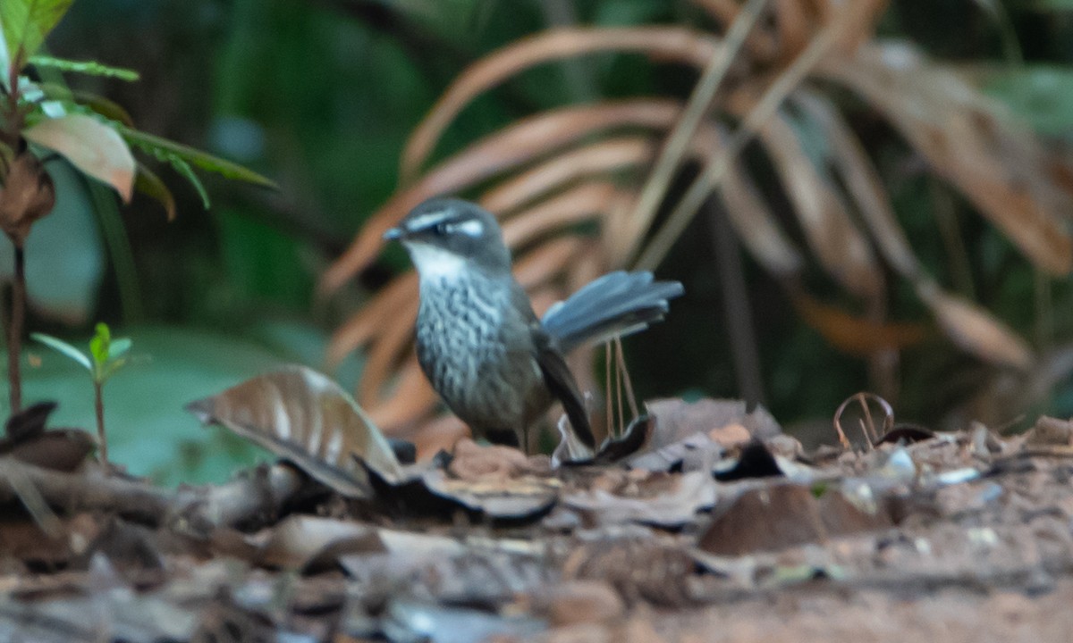 New Caledonian Streaked Fantail - ML618415831