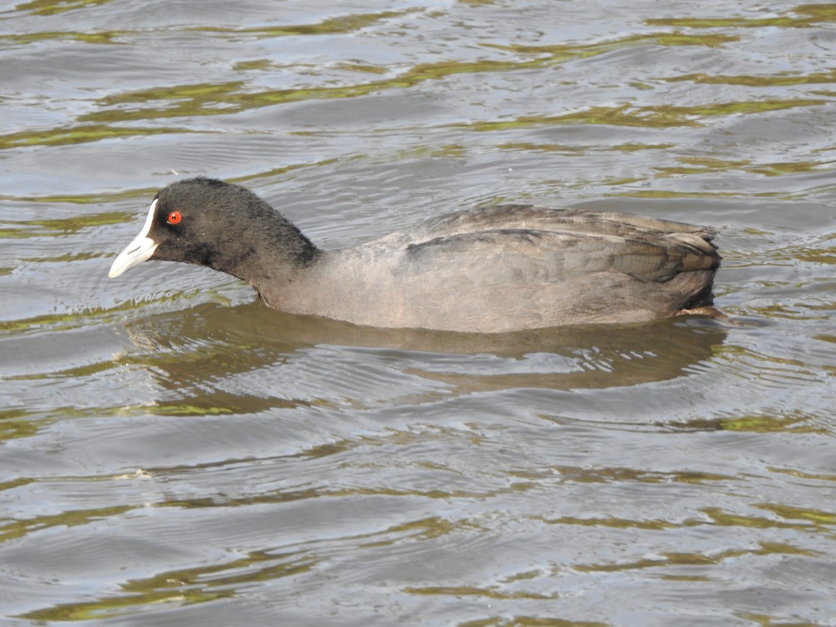 Eurasian Coot - Kerry Vickers