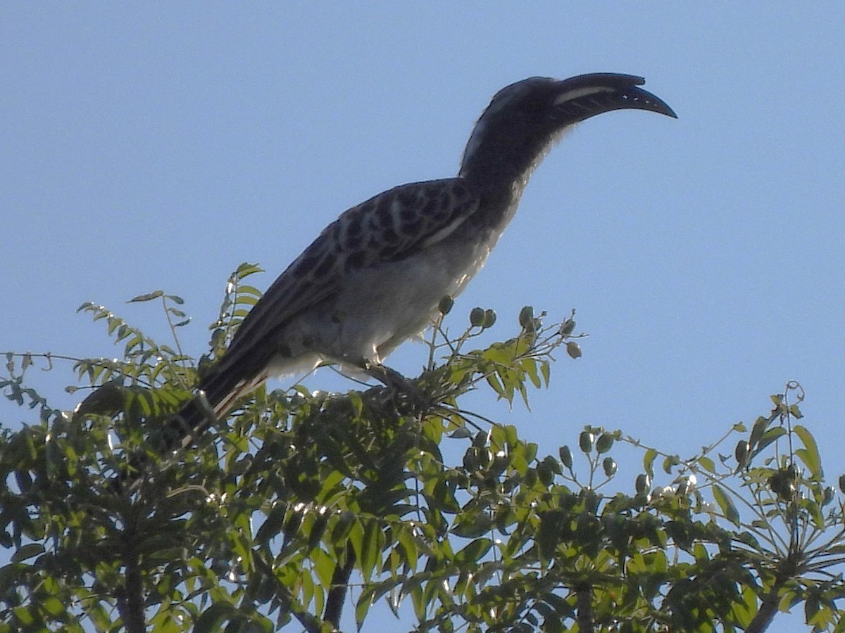 African Gray Hornbill - ML618415847