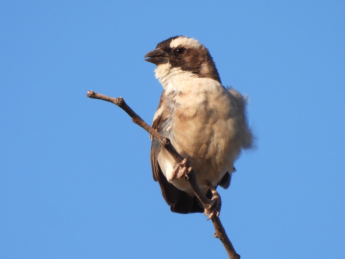 White-browed Sparrow-Weaver - ML618415860