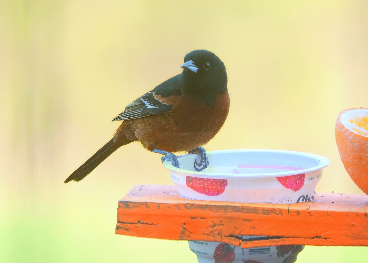 Orchard Oriole - ML618415871