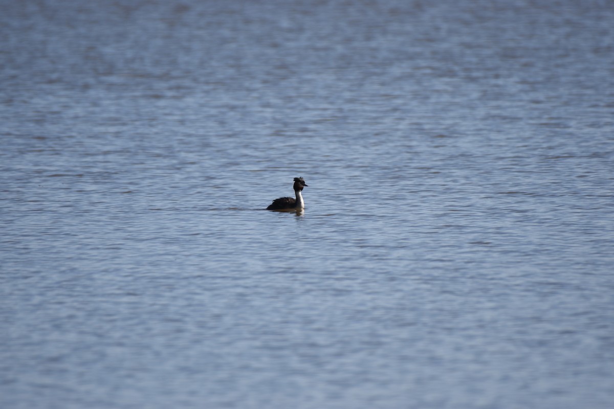 Great Crested Grebe - ML618415911