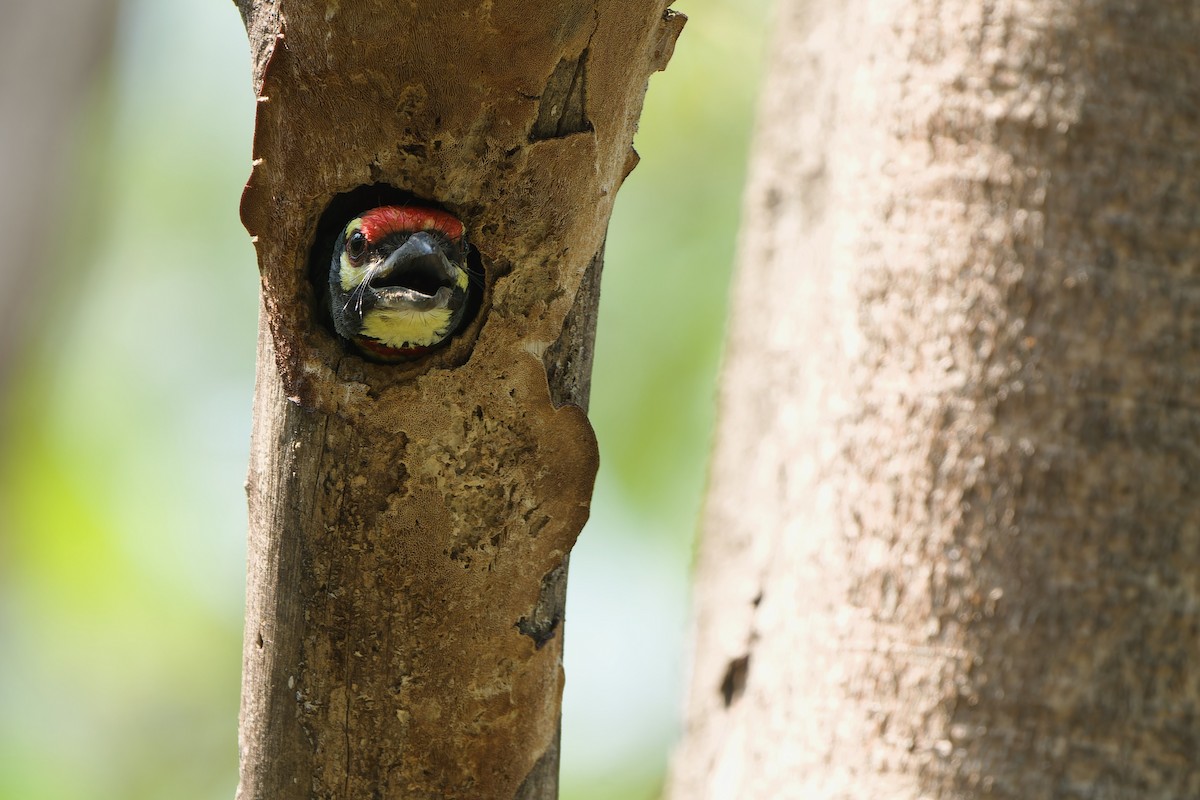 Coppersmith Barbet (Western Yellow-faced) - ML618415916