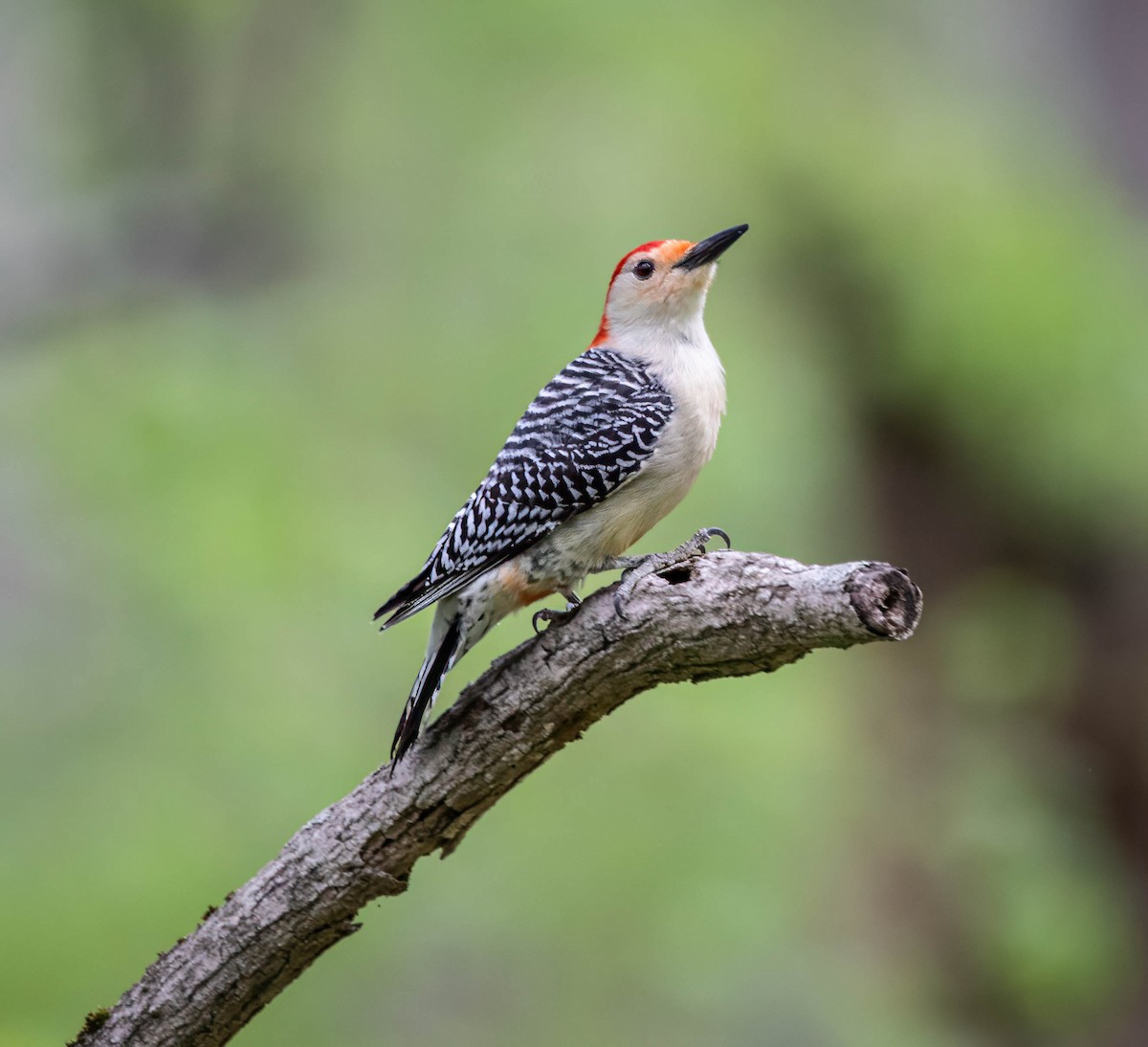 Red-bellied Woodpecker - ML618415919