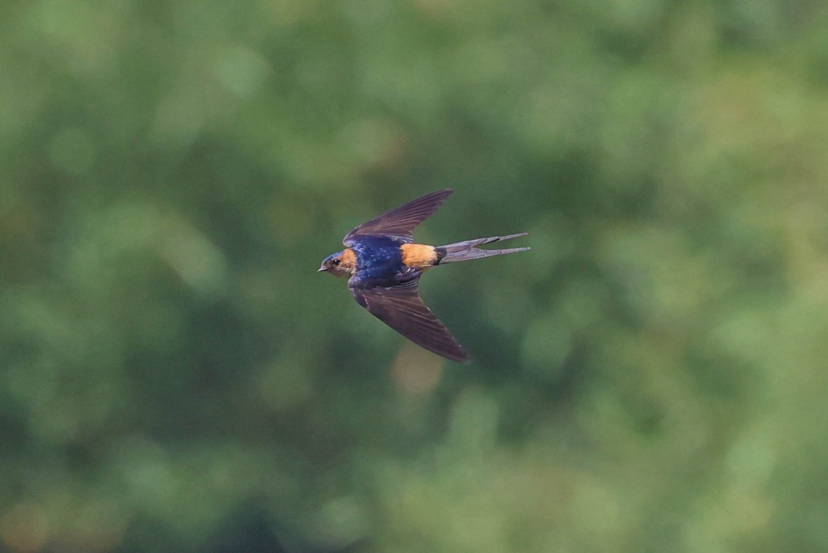Red-rumped Swallow - ML618415951