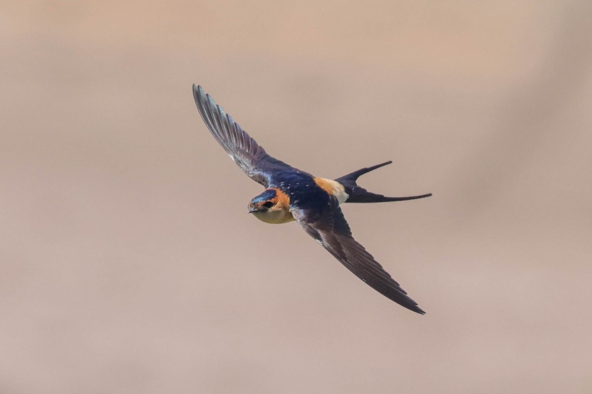 Red-rumped Swallow - ML618415952