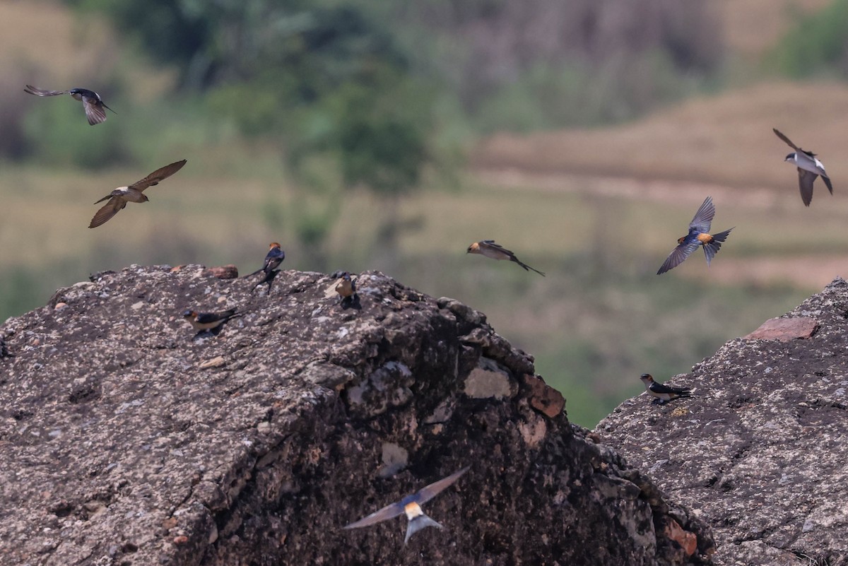 Red-rumped Swallow - ML618415956