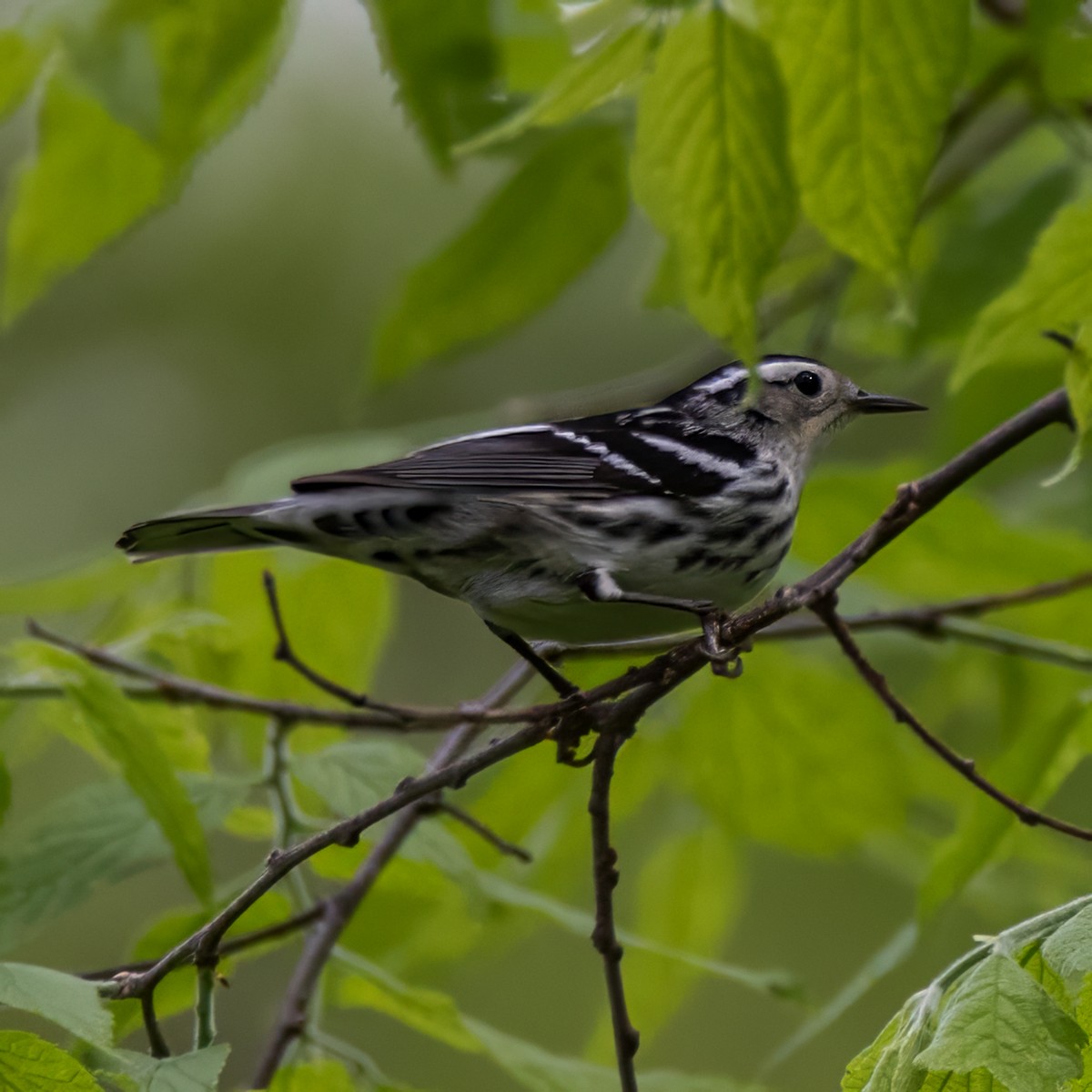 Black-and-white Warbler - ML618415969