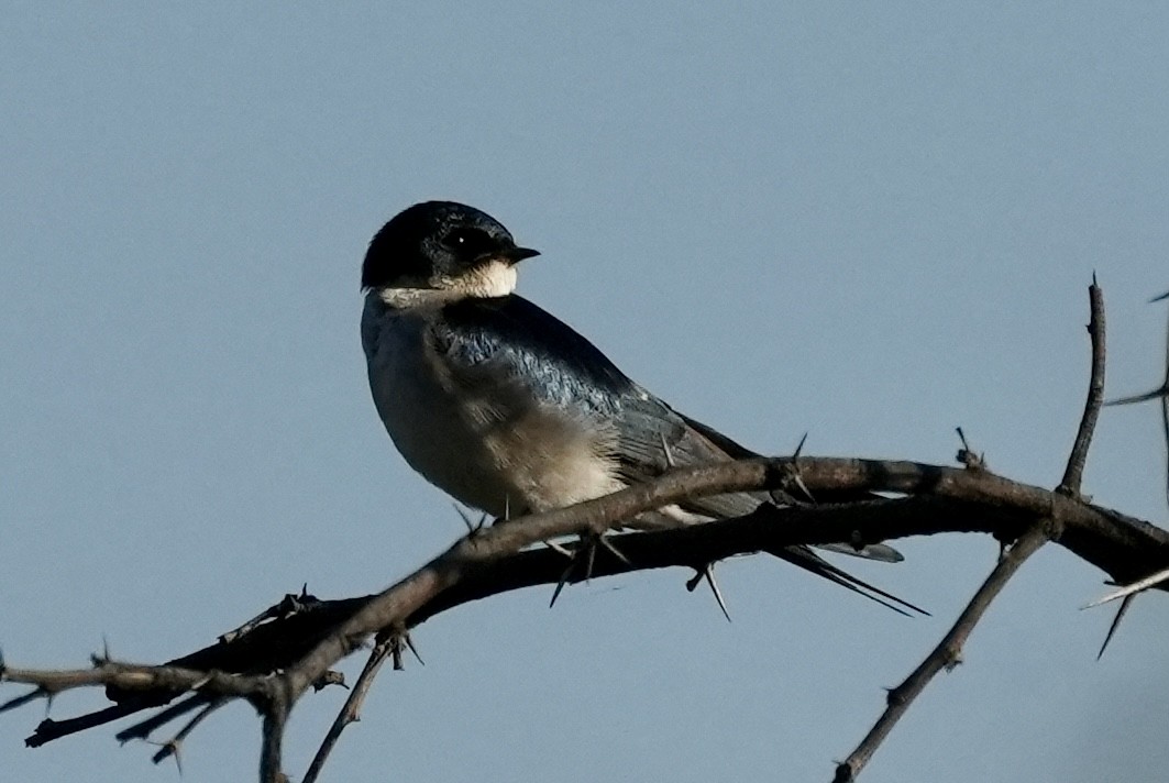 Pearl-breasted Swallow - Anthony Schlencker