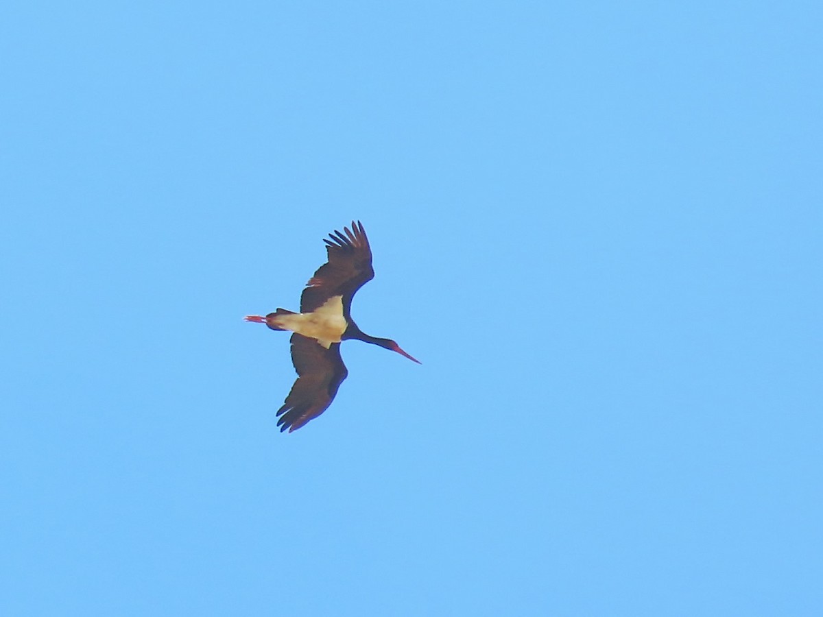 Black Stork - ML618415978