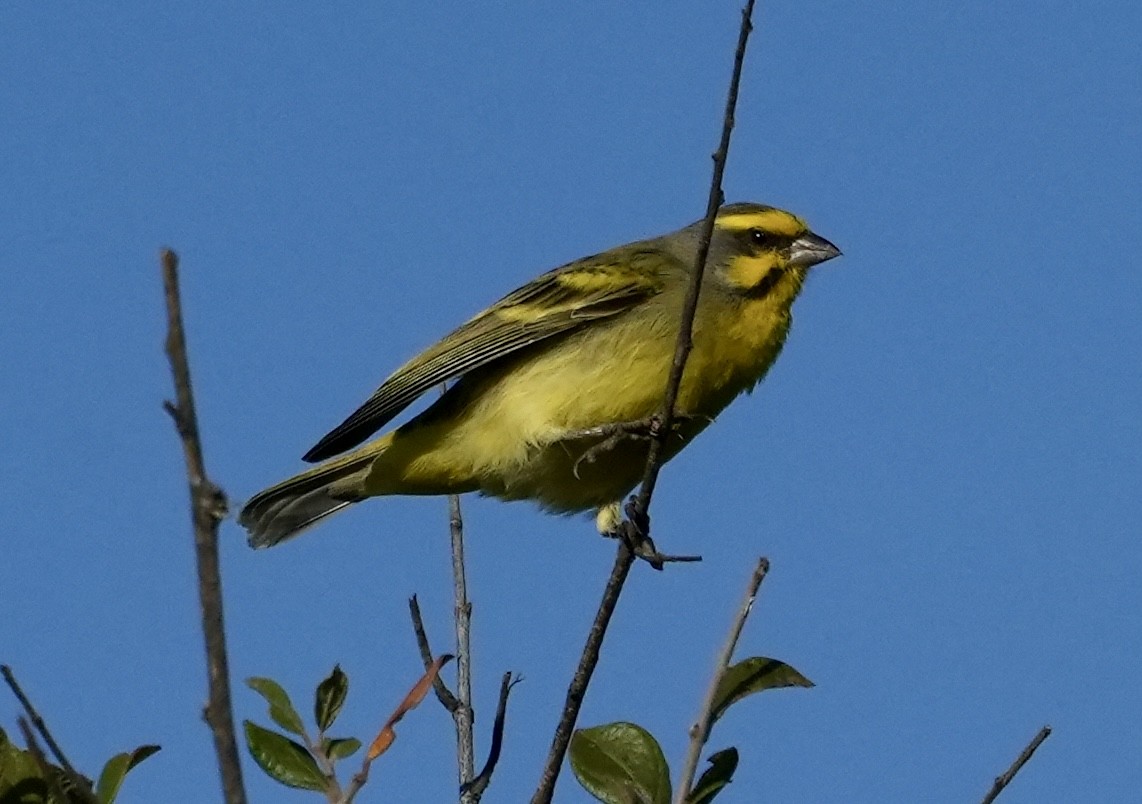 Yellow-fronted Canary - ML618415982
