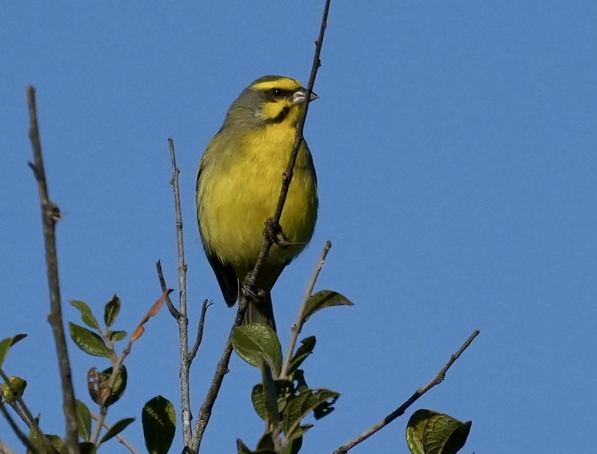 Yellow-fronted Canary - ML618415983