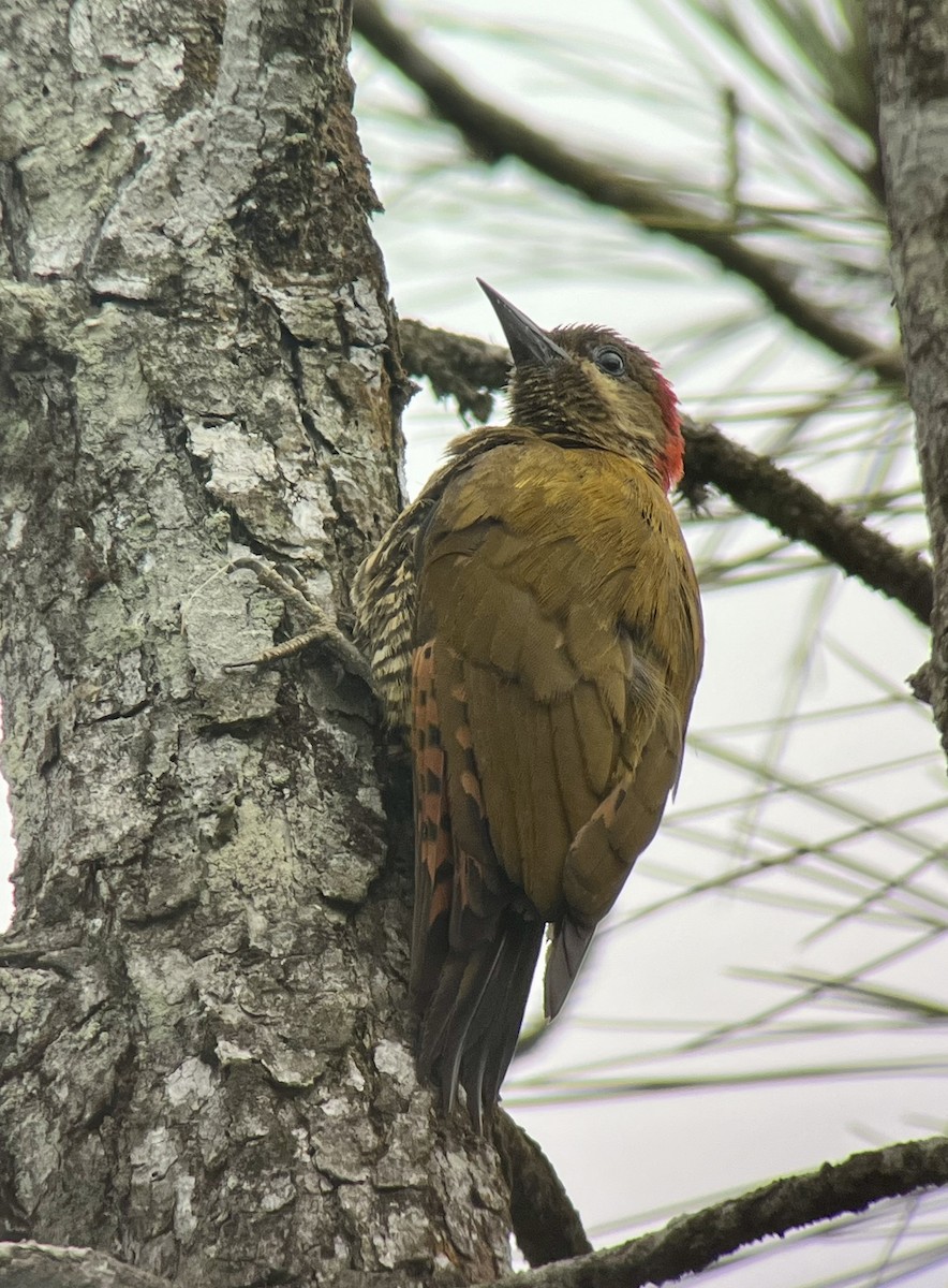 Stripe-cheeked Woodpecker - ML618416004