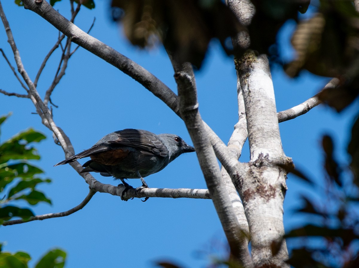 New Caledonian Cuckooshrike - Roberta Palmer