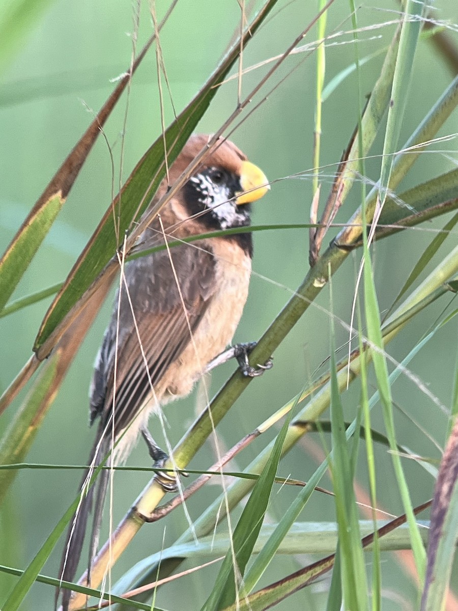 Black-breasted Parrotbill - ML618416031