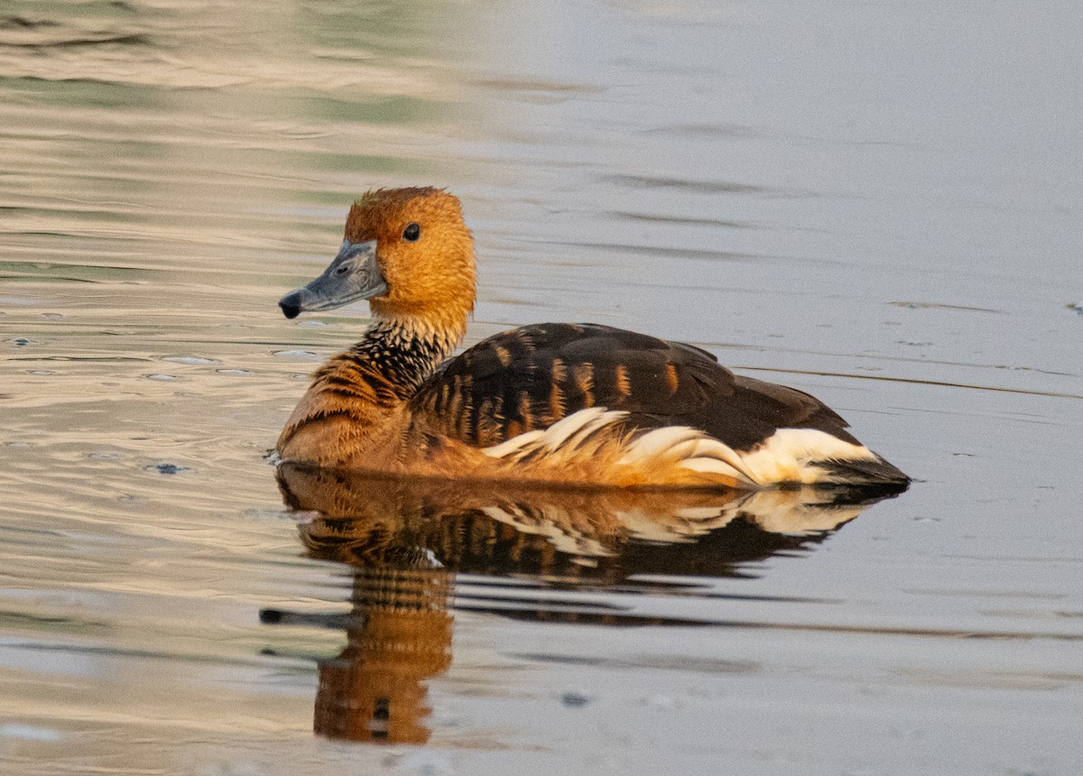 Fulvous Whistling-Duck - Robert Provost