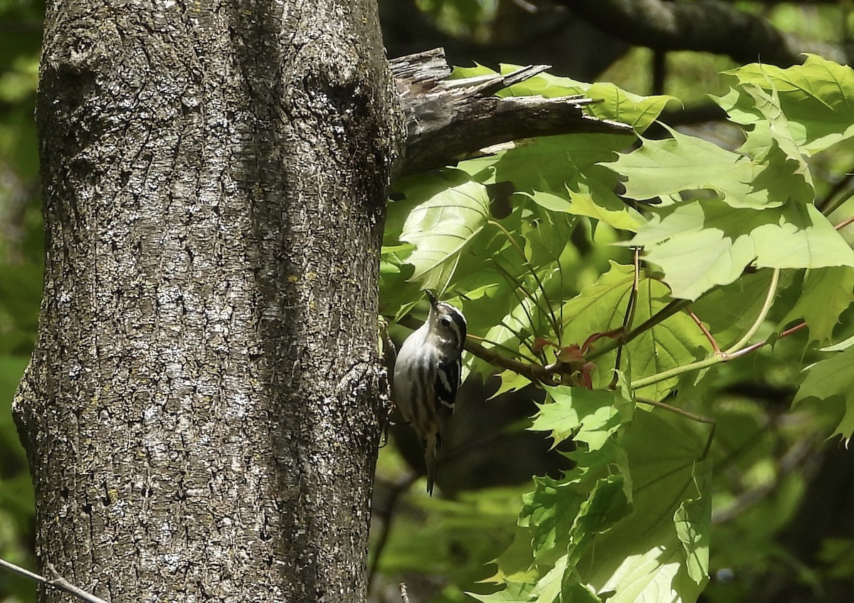 Black-and-white Warbler - ML618416091