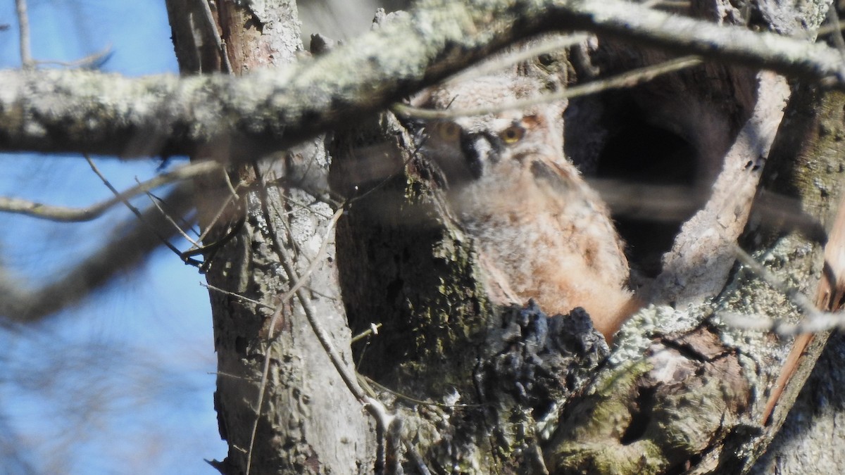 Great Horned Owl - ML618416110