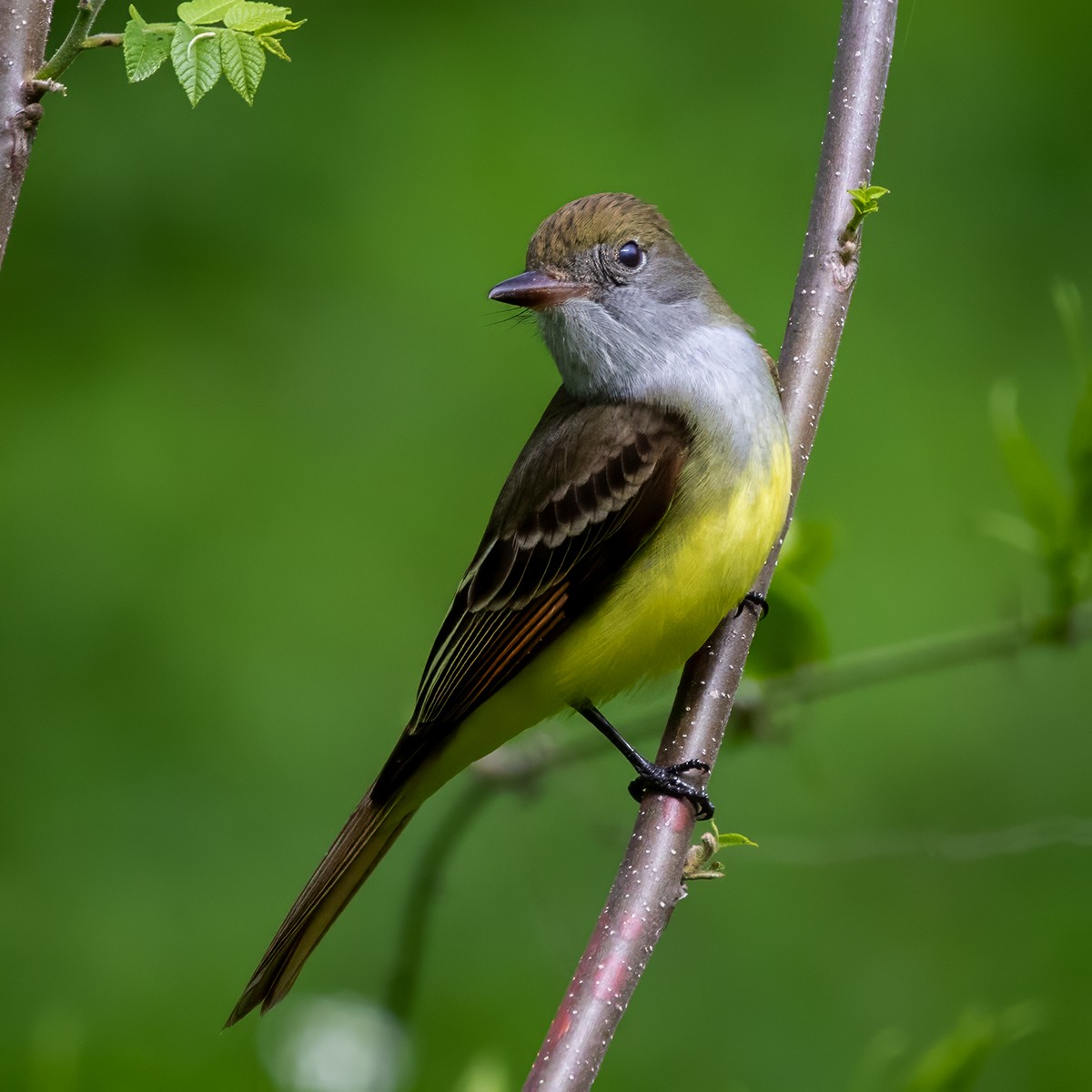 Great Crested Flycatcher - ML618416203