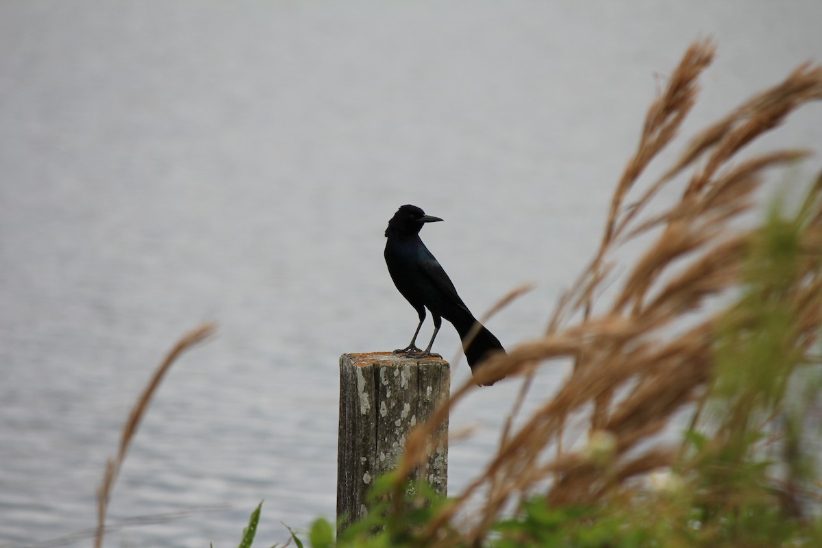Boat-tailed Grackle - ML618416228
