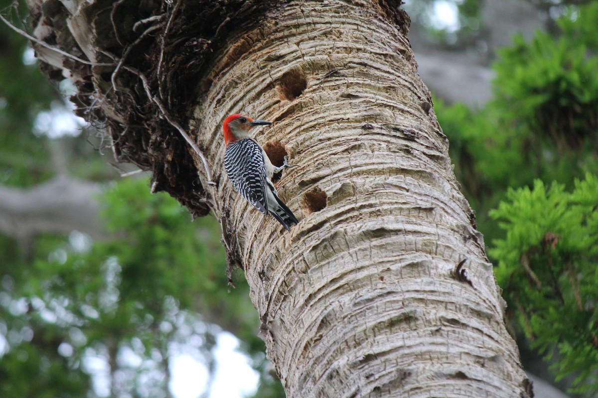 Red-bellied Woodpecker - ML618416233