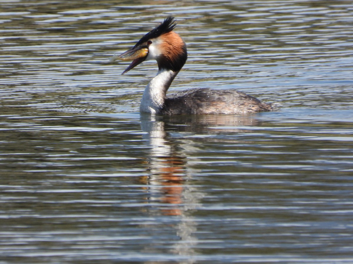 Great Crested Grebe - ML618416240