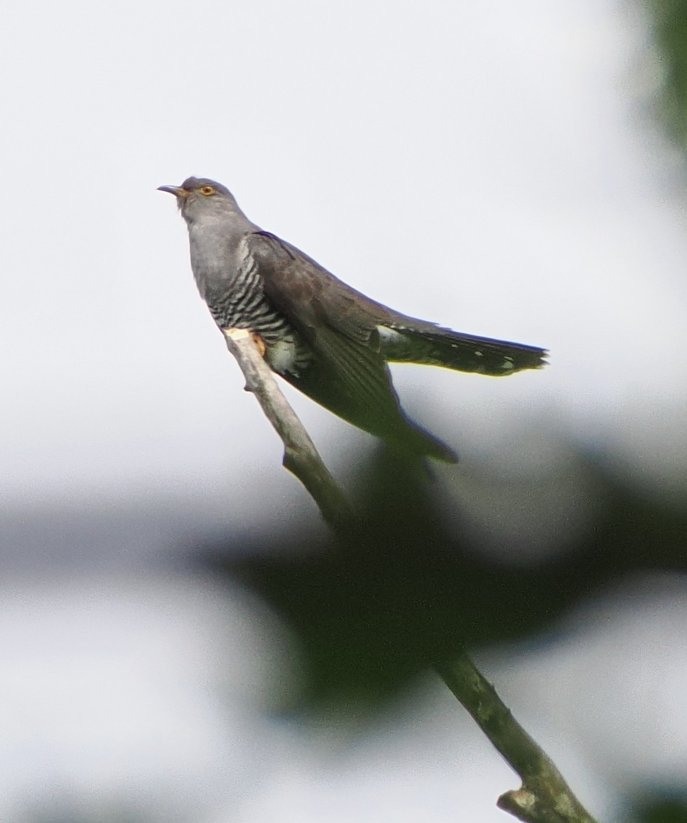 Common Cuckoo - ML618416247