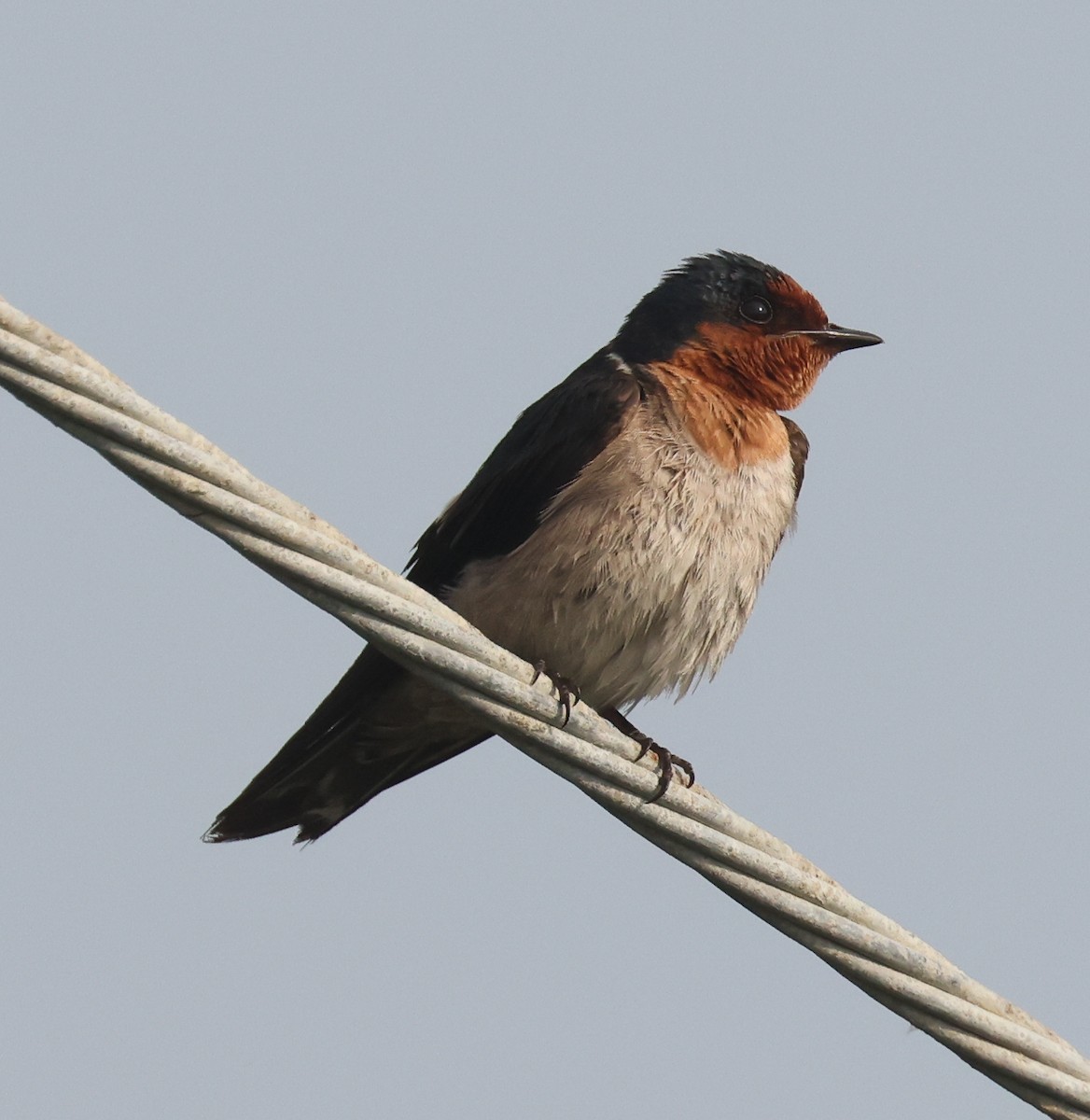 Pacific Swallow - ML618416263
