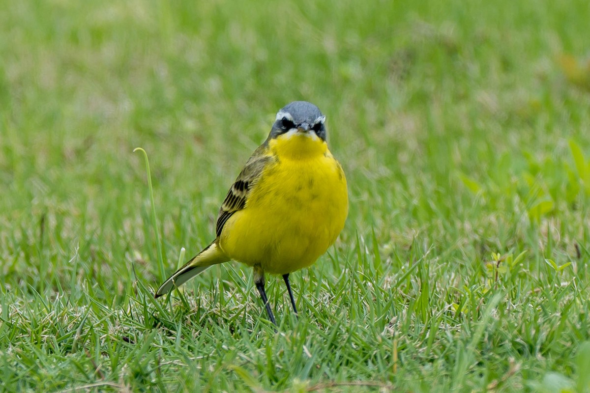 Eastern Yellow Wagtail - Do Do