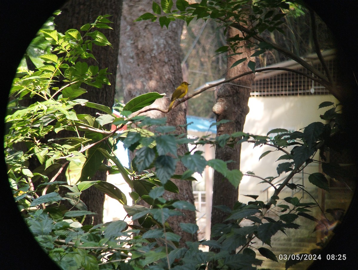 Sarı Kaşlı Arapbülbülü - ML618416288