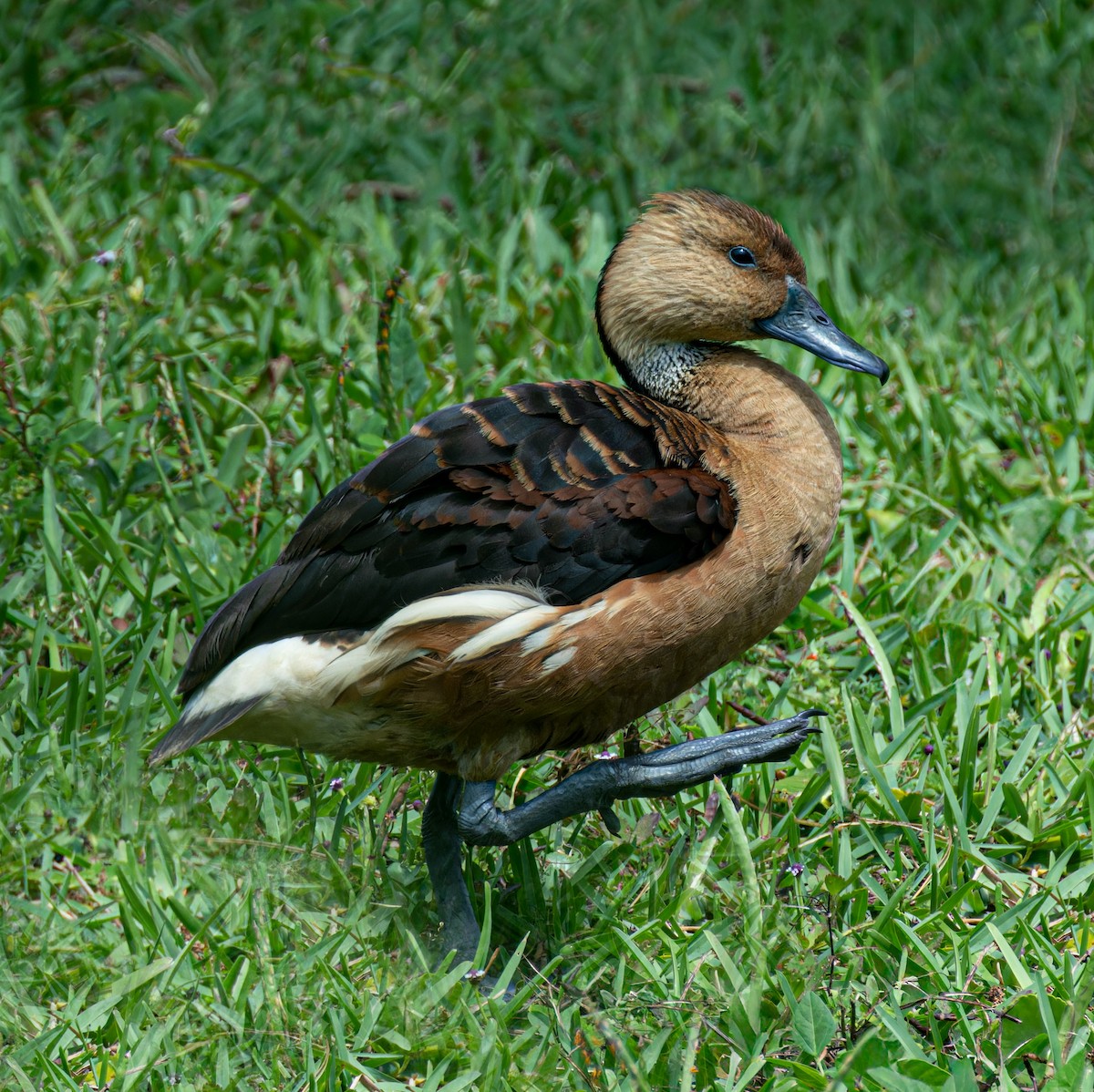 Fulvous Whistling-Duck - ML618416292