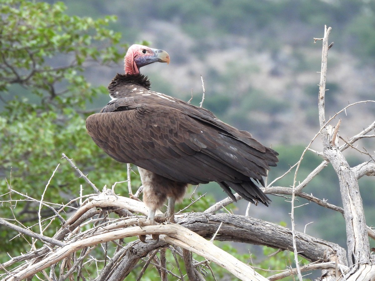 Lappet-faced Vulture - ML618416295