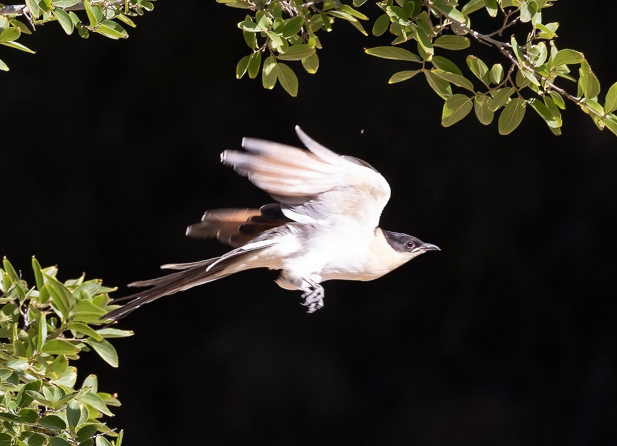 Great Spotted Cuckoo - Ilan Moriya