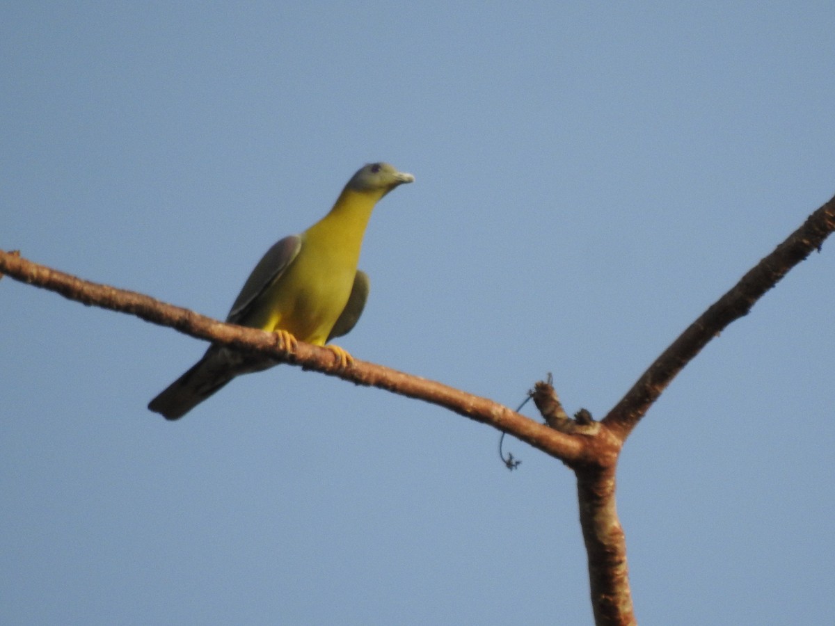 Yellow-footed Green-Pigeon - ML618416345