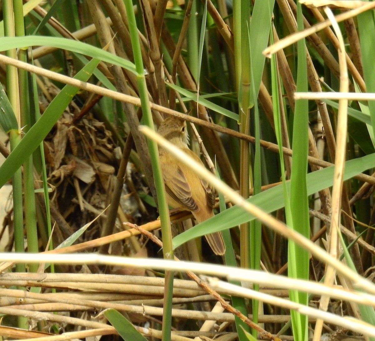 Common Reed Warbler - ML618416349