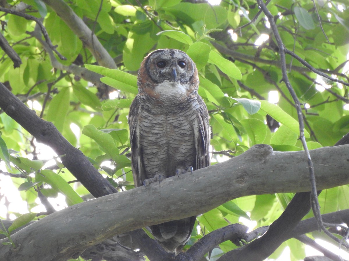 Mottled Wood-Owl - ML618416354