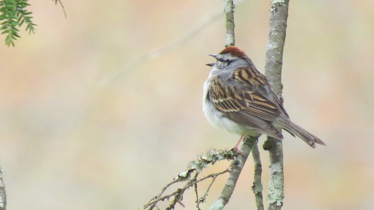 Chipping Sparrow - Janet Weisner