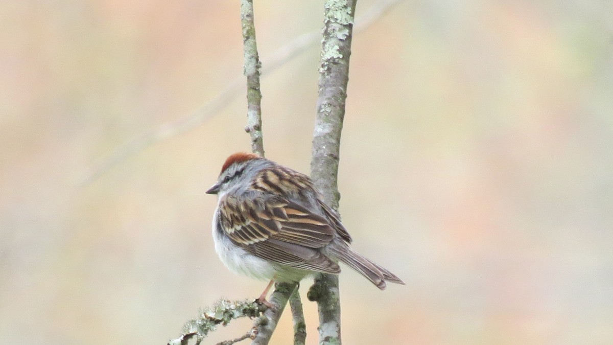Chipping Sparrow - ML618416363