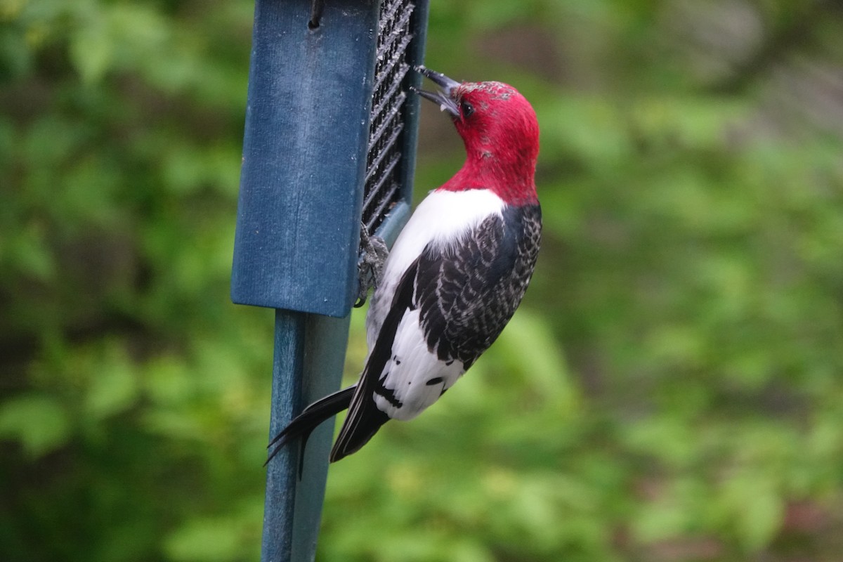 Red-headed Woodpecker - ML618416390