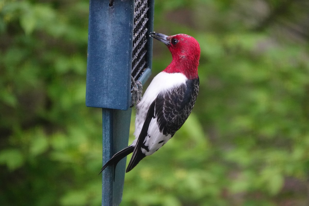 Red-headed Woodpecker - ML618416391