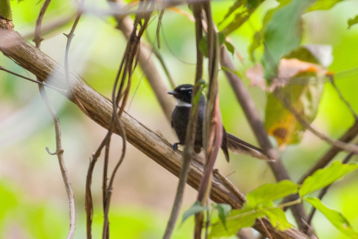 White-throated Fantail - ML618416393